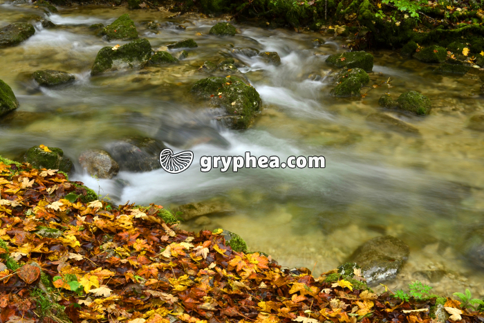 Torrent - gryphea.org